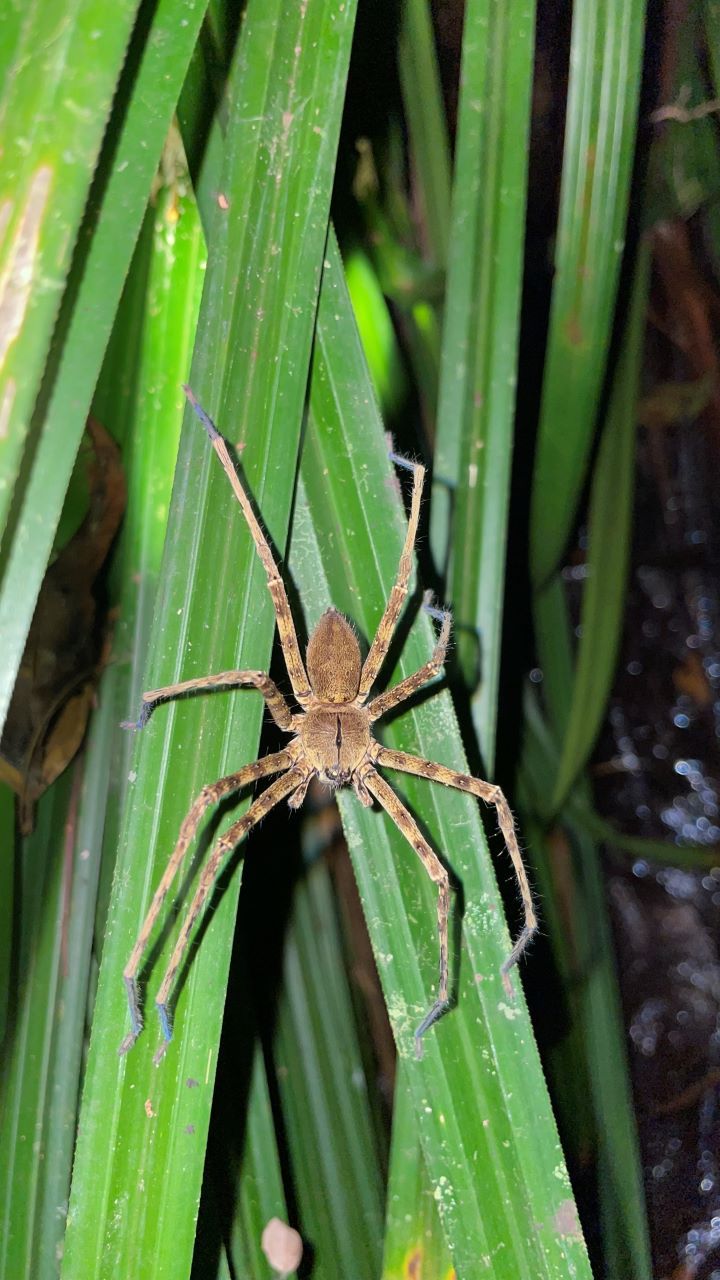 ruta por indonesia araña en borneo