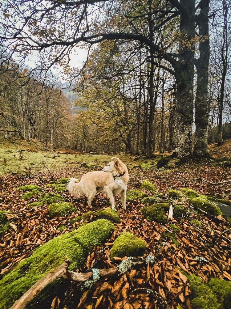 perro en la montaña otoño en lleida