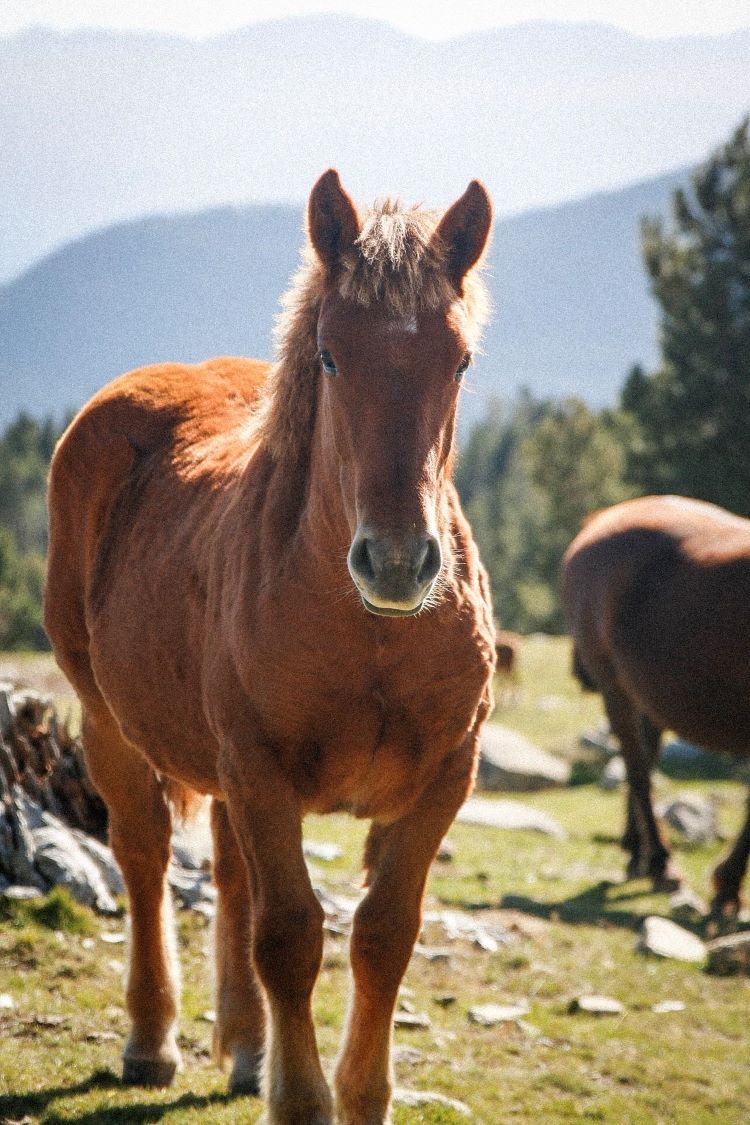 caballo en la montaña en la cerdanya