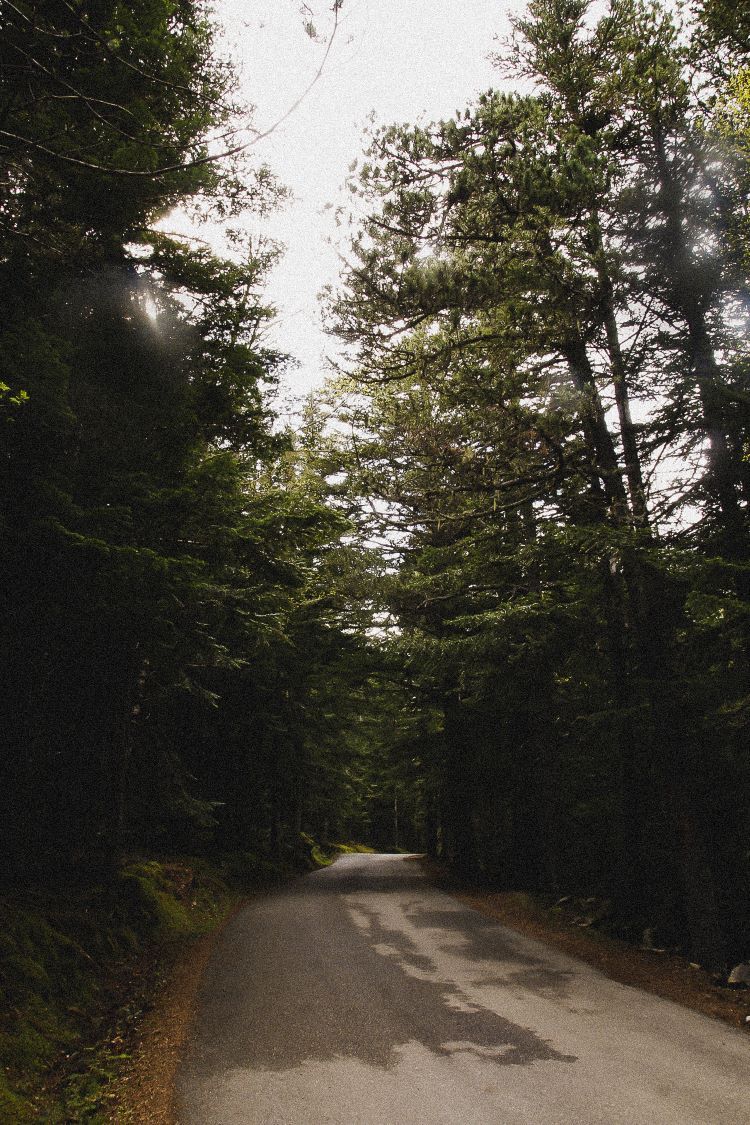carretera asfaltada en un bosque en espot