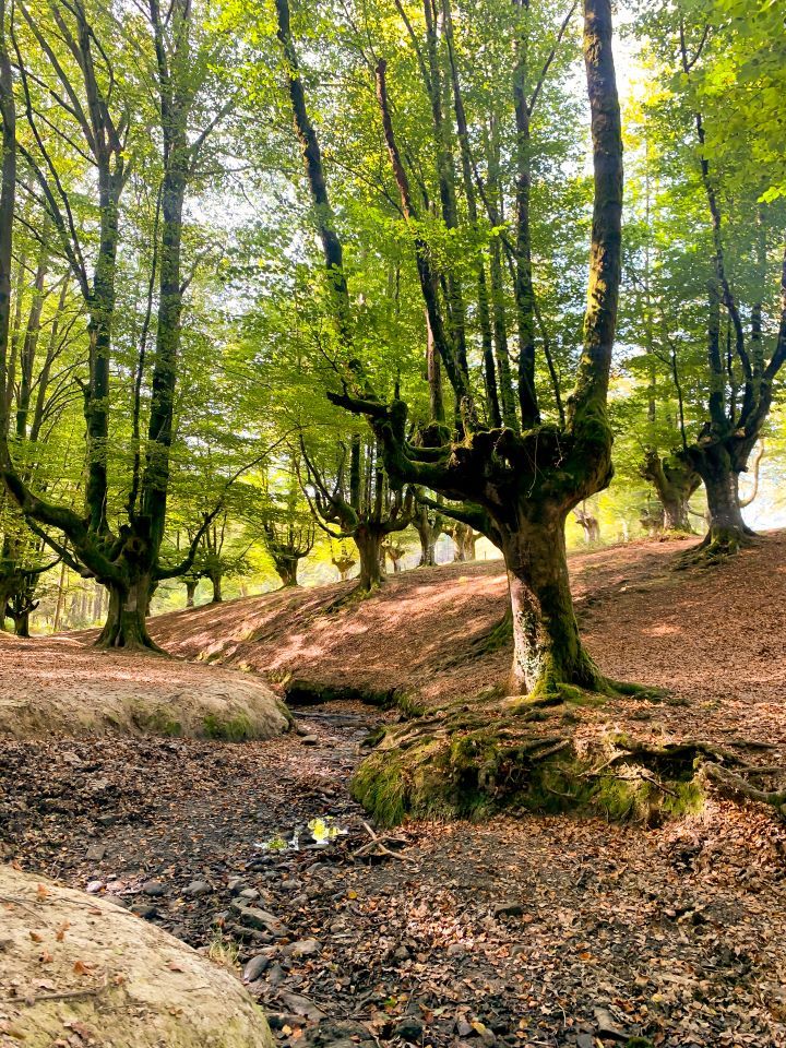 arboles en bosque de hayedos en el pais vasco