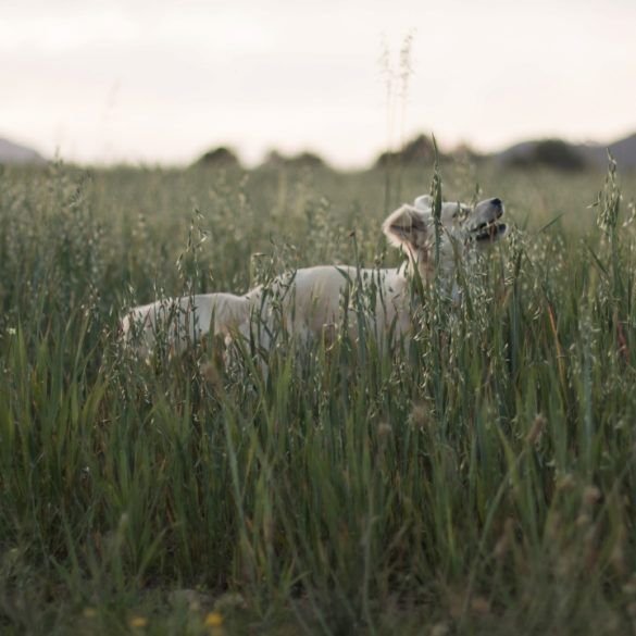 perro mediano rubio pelo caminando entre vegetación de una prado