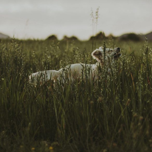 perro mediano rubio pelo caminando entre vegetación de una prado