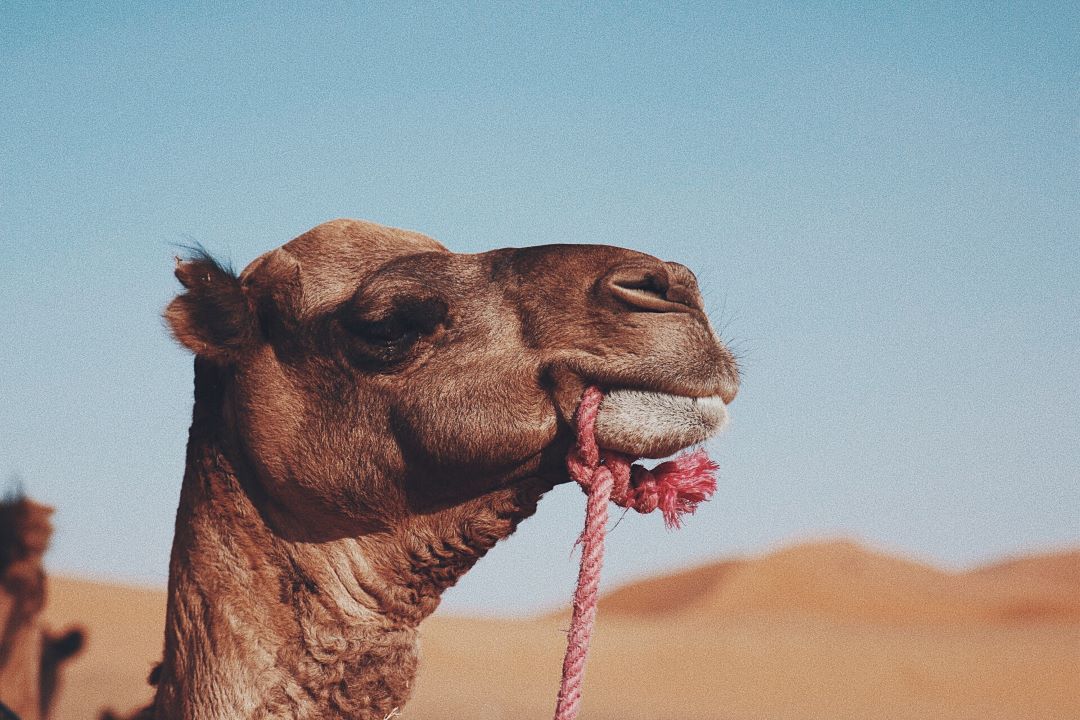 retrato camello con cuerda rosa en la boca en marruecos