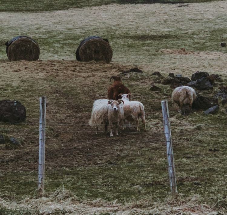 3 ovejas blancas mirando y una mirando a la cámara en un campo verde que están detrás de dos palos de madera que sujeta una vaya metálica en islandia 
