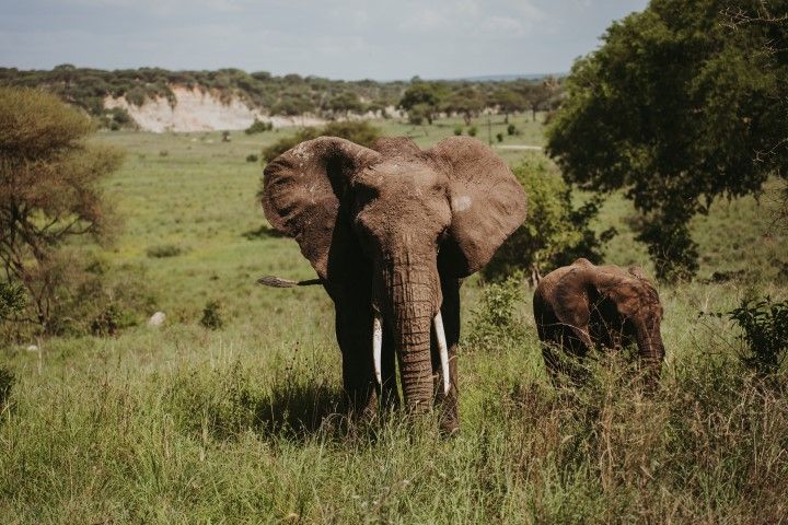 Elefante mirando hacia la camara con una cria de elefante a la derecha en la sabana