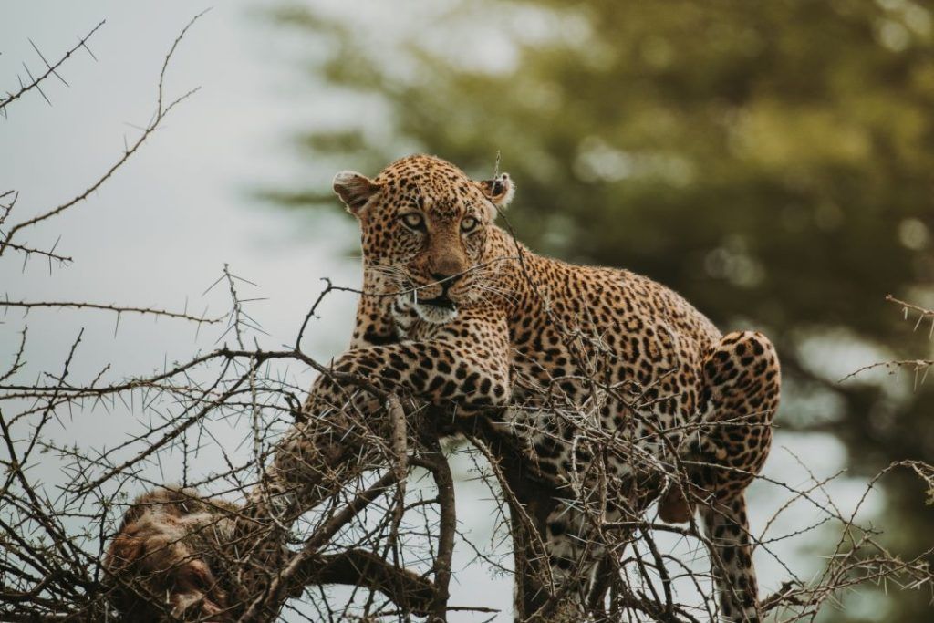 leopardo subido a un arbol sin hojas mirando a la derecha hacia abajo