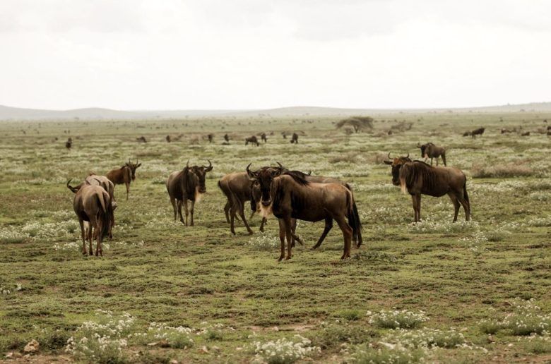 campo verde infinito con ñus pastanto