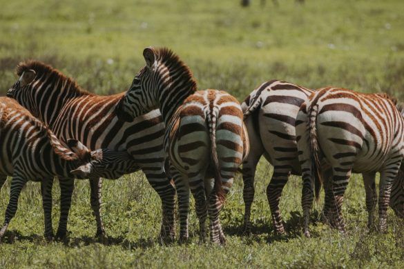 zebras de espalda en una llanura de la sabana verde