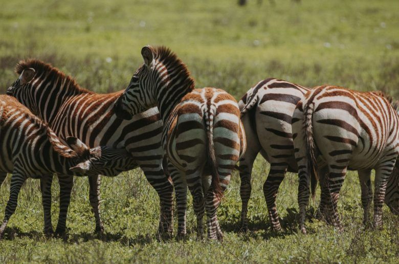 zebras de espalda en una llanura de la sabana verde