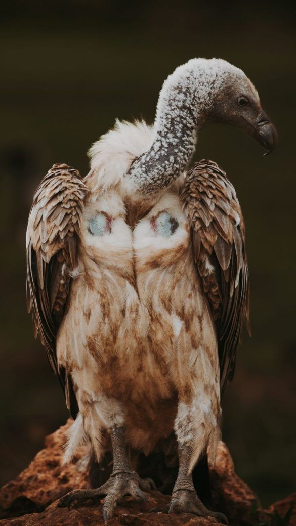 tanzania