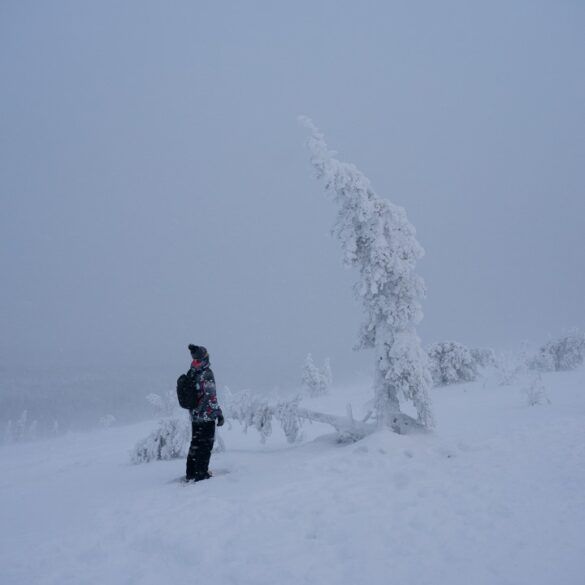 arbol-antes