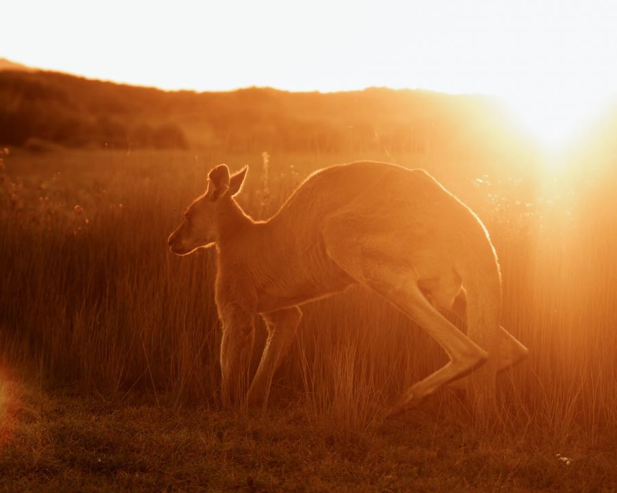 Impresión Canguro al atardecer