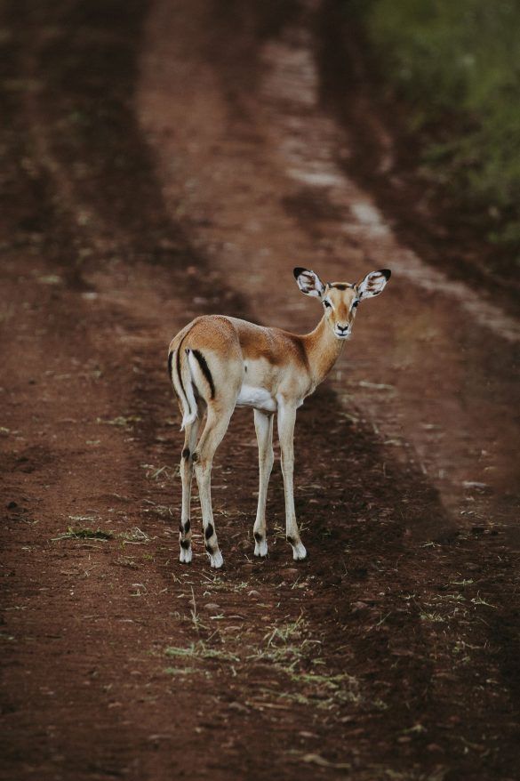 tanzania