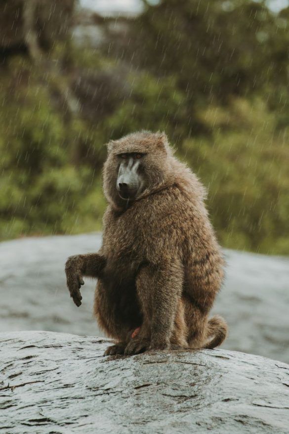 tanzania babuino