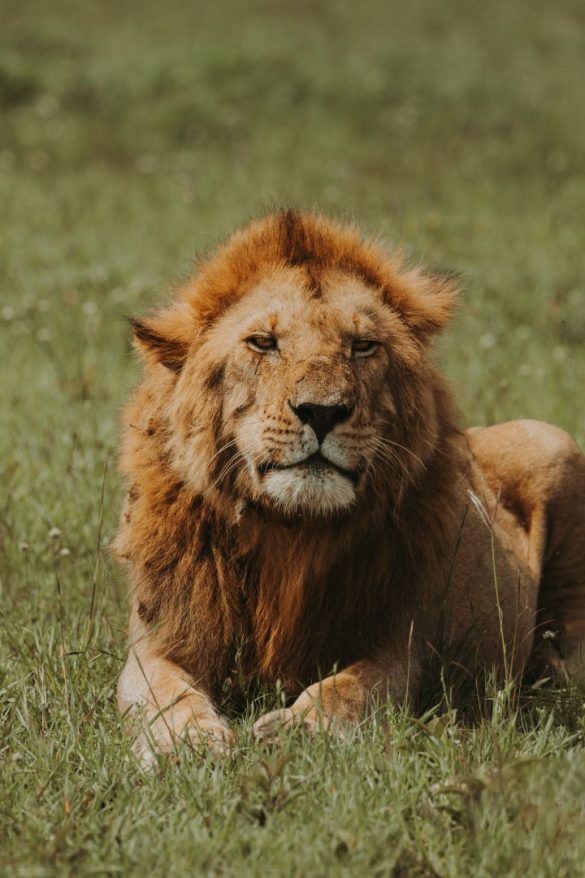 tanzania leon