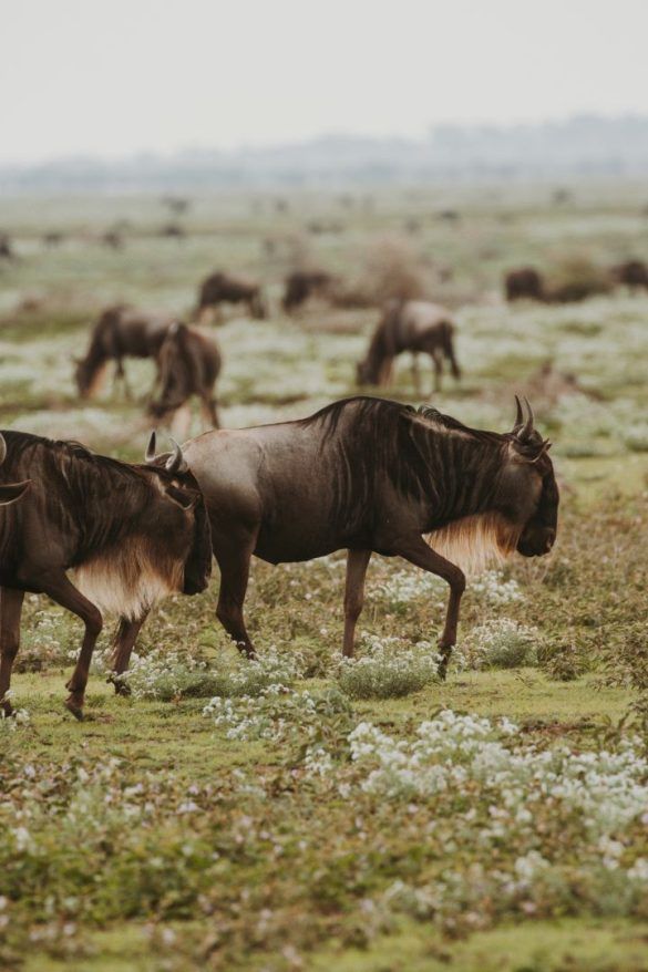 Tanzania nus