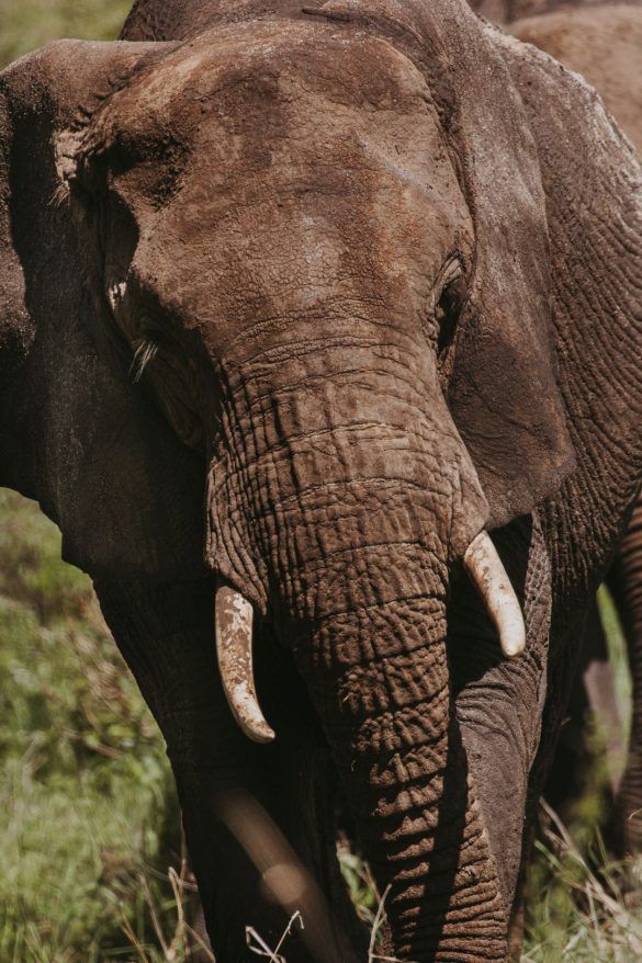 tanzania