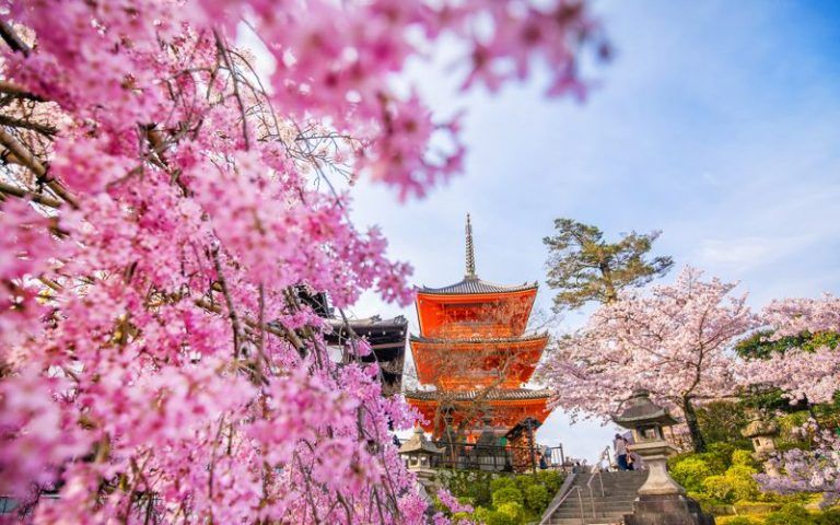 cherry blossoms kyoto