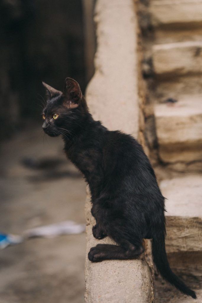 gato negro cachorro sentado en la baranda de una escalera de barro mirando hacia la izquierda