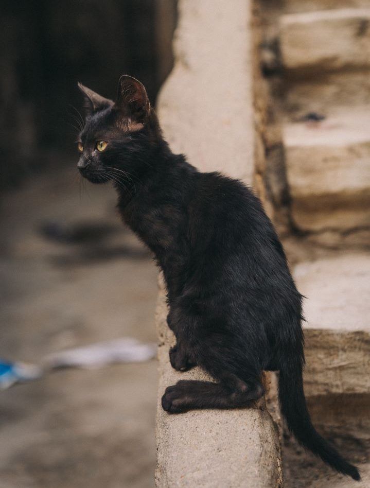 gato pequeño negro sentado en el lado de una escalera mirando hacia a izquierda