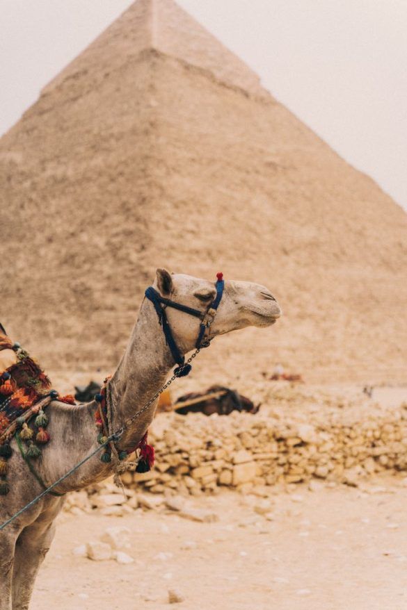 camello en primer plano mirando hacia la derecha y piramide de egipto de fondo