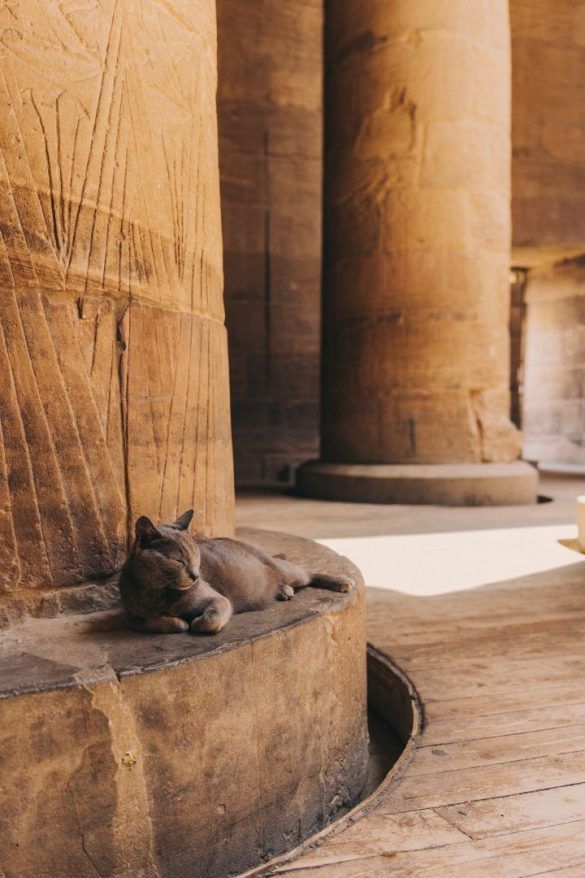 gato gris tumbado en una de las columnas egipcias