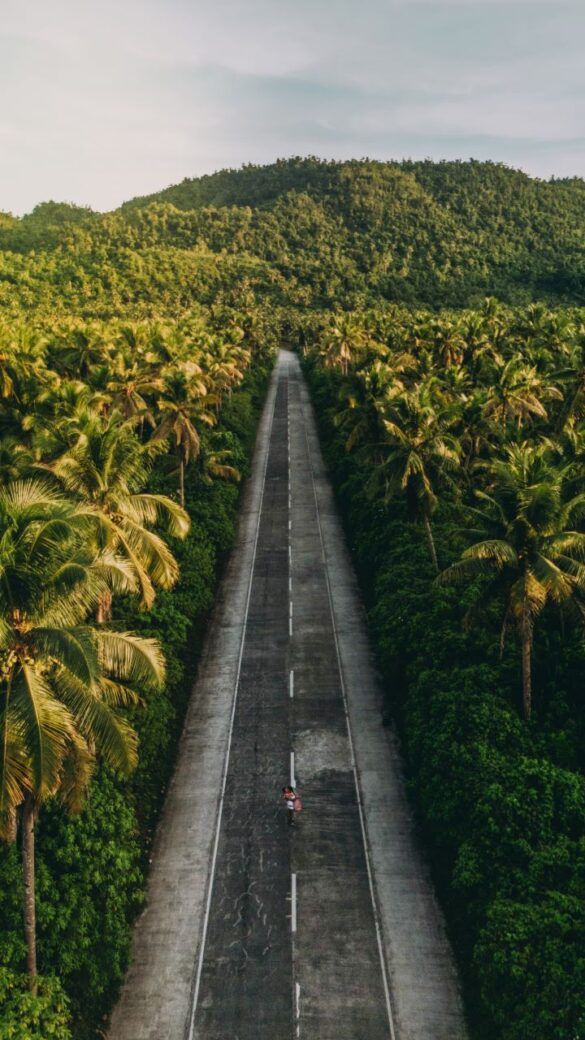 coconut view