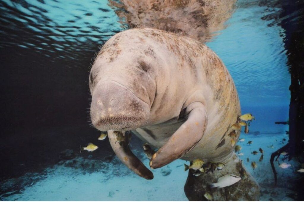 dugon mirando hacia la camara debajo del agua