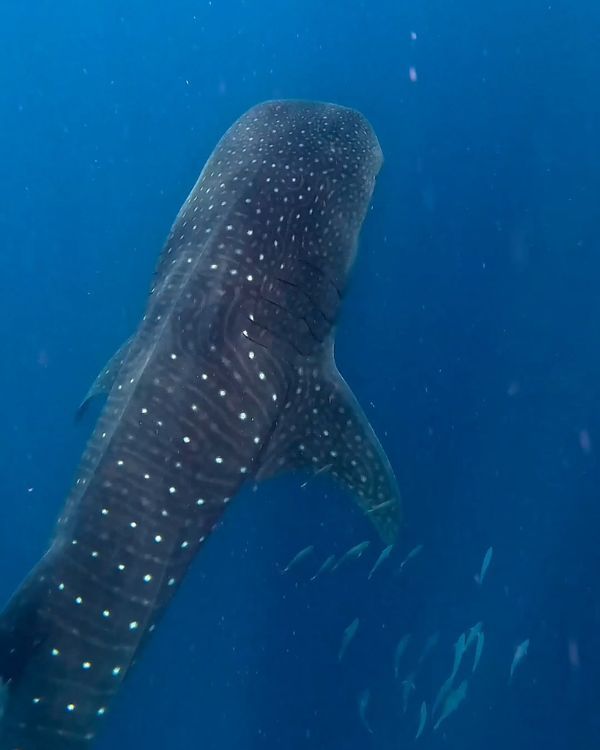 tiburon ballena nadando hacia arriba