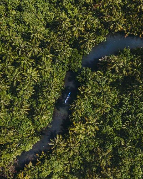 vista aerea de un rio en medio de palmerales y una barco azul navegando