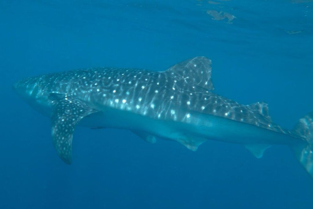 tiburon ballena nadando de perfil