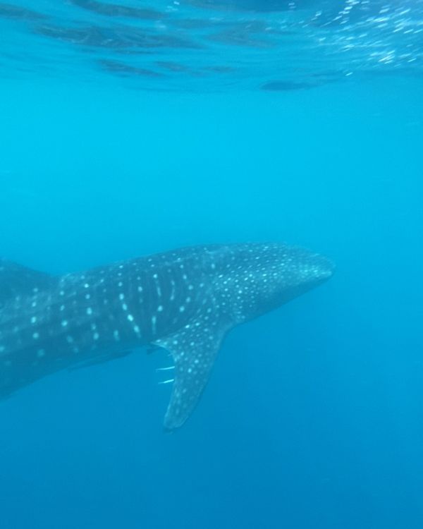 tiburon ballena visto de lado
