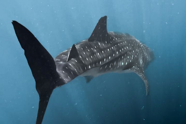 tiburon ballena de espaldas