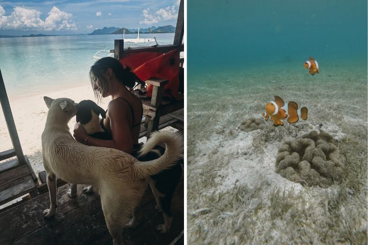 imagen de la izquierda una chica en una playa con dos perros y imagen derecha dos pez payaso