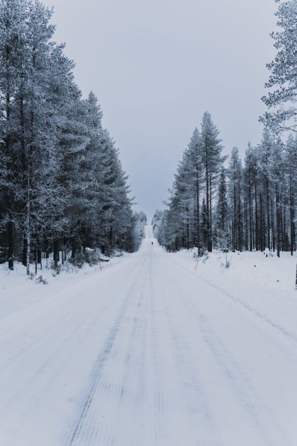 camino nevado con arboles en los laterales