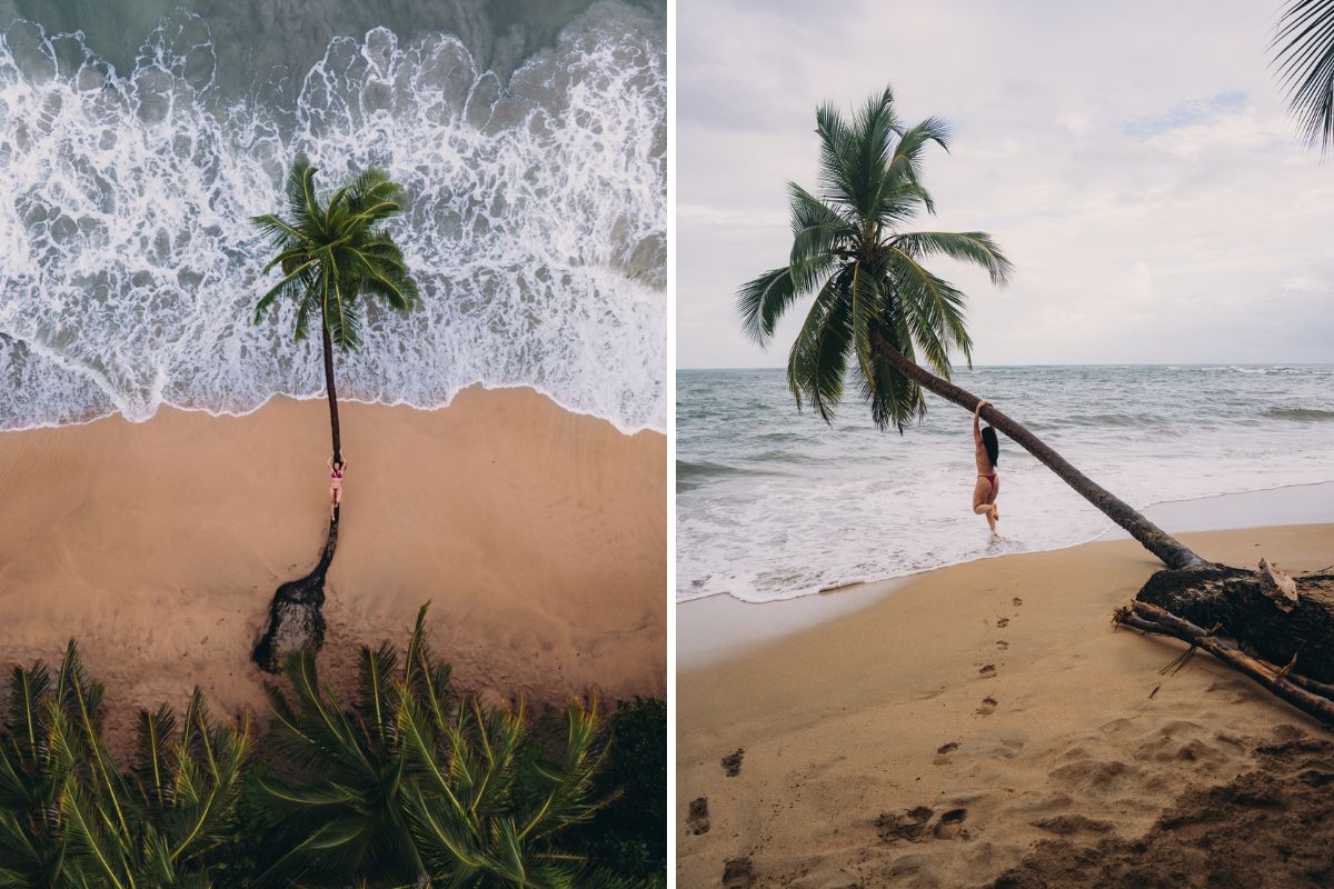 palmera-punta-uva