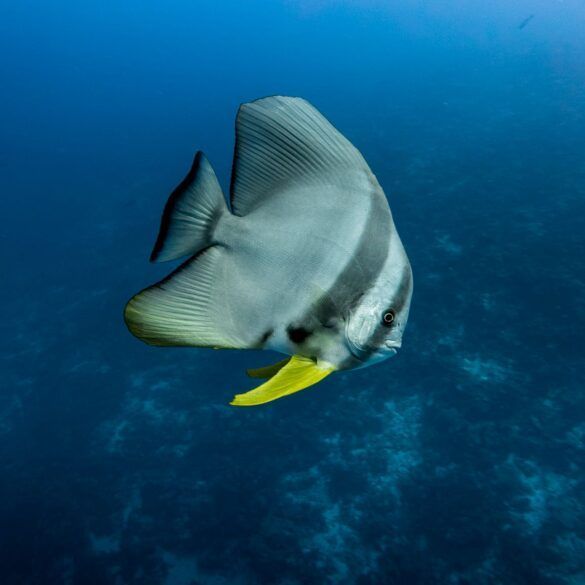 pez_murcielago_buceo