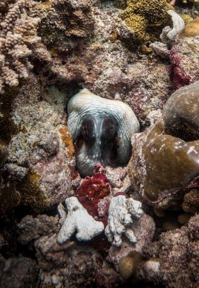 pulpo-arrecife-maldivas