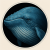 ballena-jorobada