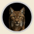 lince-iberico